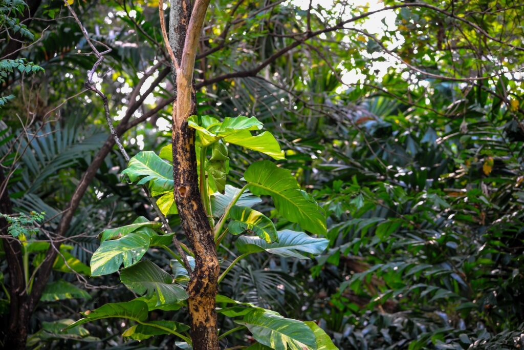 Pflanzen ranken an Baum