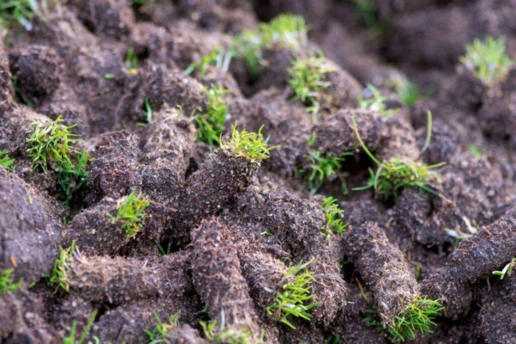 Rasen lüften im Frühjahr