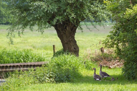 Salweide: Eigenschaften, Sorten & schneiden
