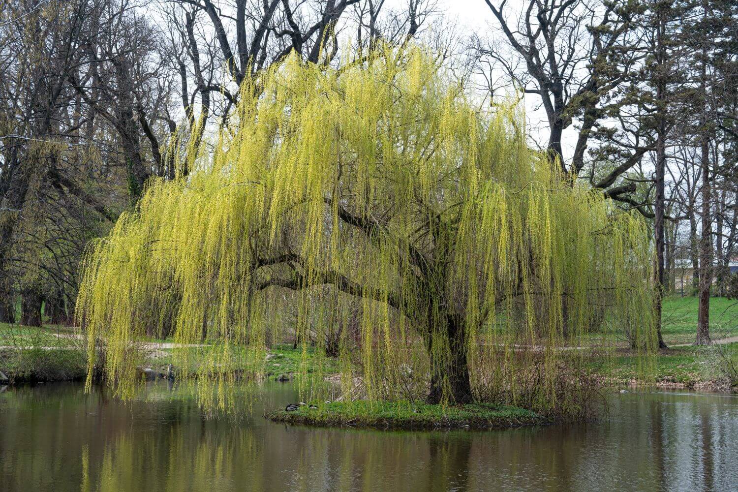 Trauerweide: Eigenschaften, pflanzen & schneiden