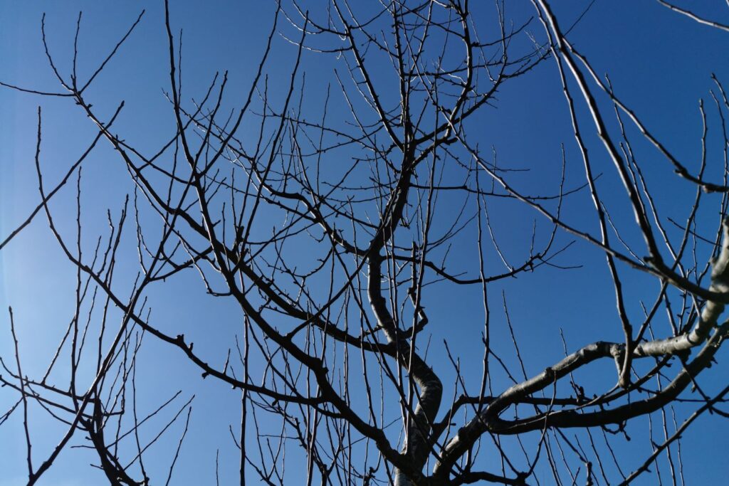 Wassertriebe am Baum