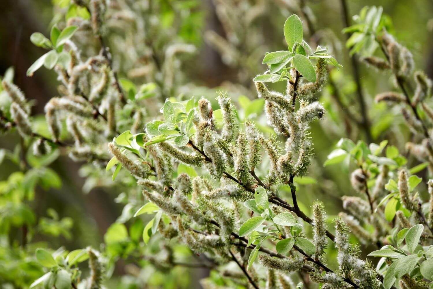 Weiden pflanzen Im Garten und Kübel Plantura