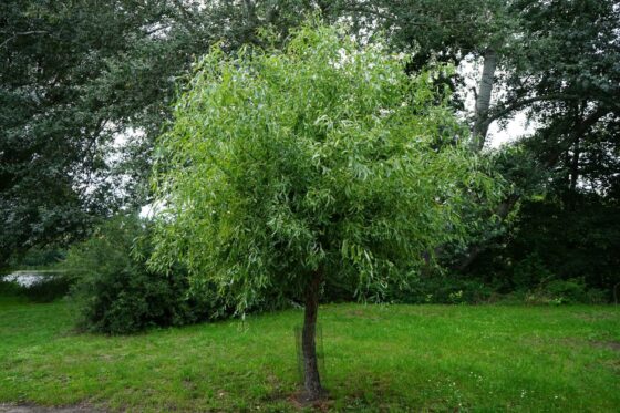 Weiden pflanzen: Im Garten & Kübel