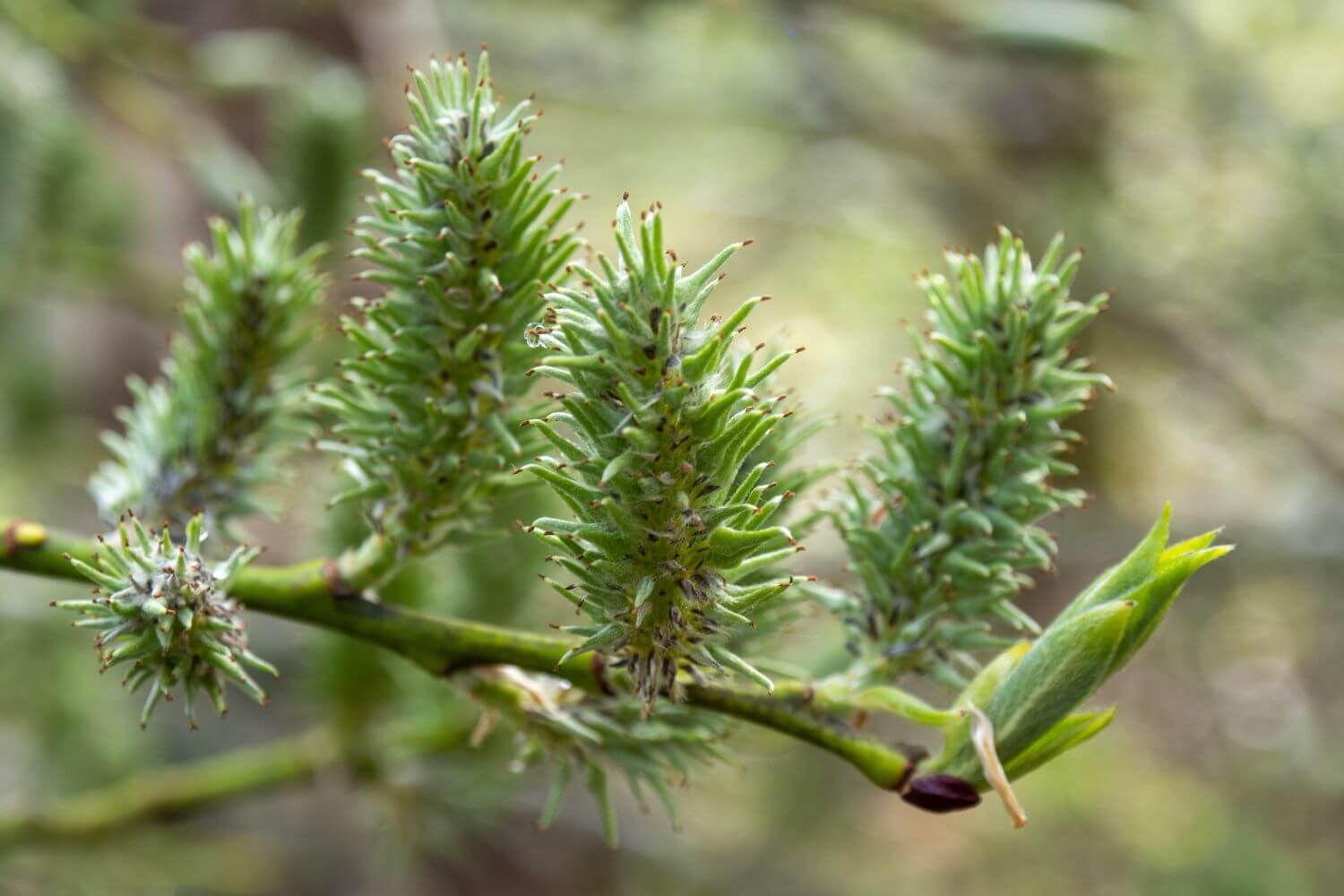 Weiden vermehren: Stecklinge & Samen