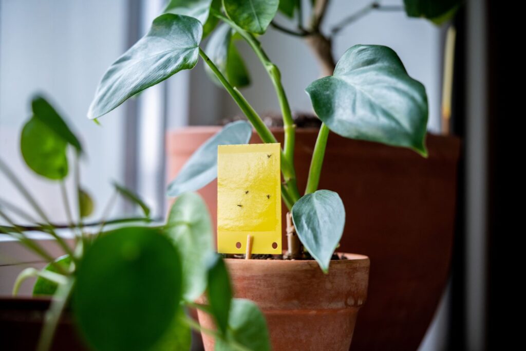 Gelbtafel mit Trauermücken