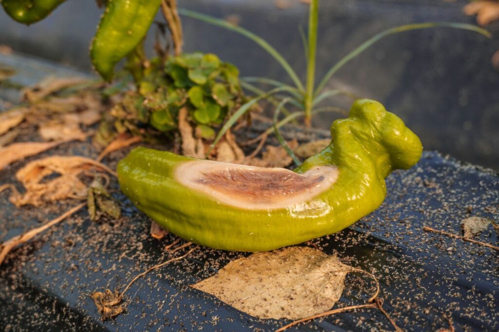 Weiße Fliege Befall auf Paprika