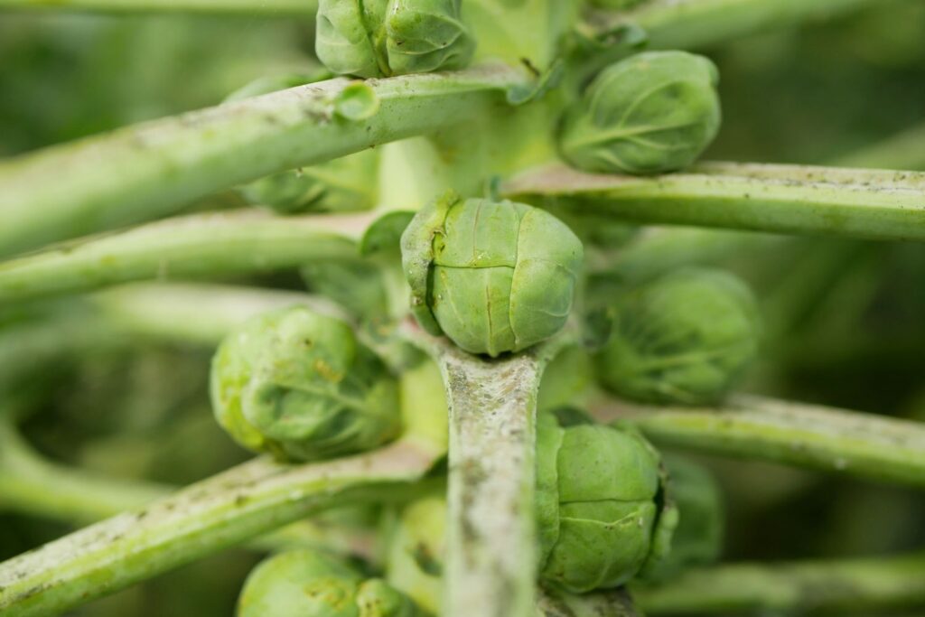 Rosekohl mit Kohlmottenschildlaus