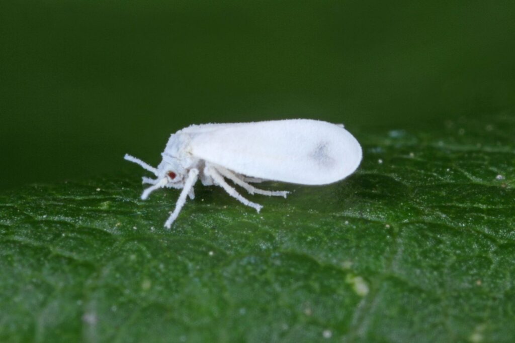 Weiße Fliege an Kohl