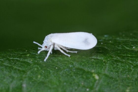 Weiße Fliege im Kohlrabi