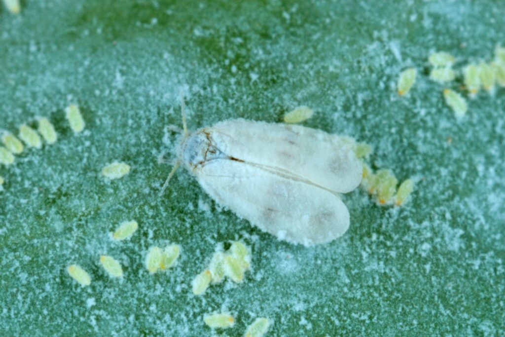 Weiße Fliege auf Kohlrabi