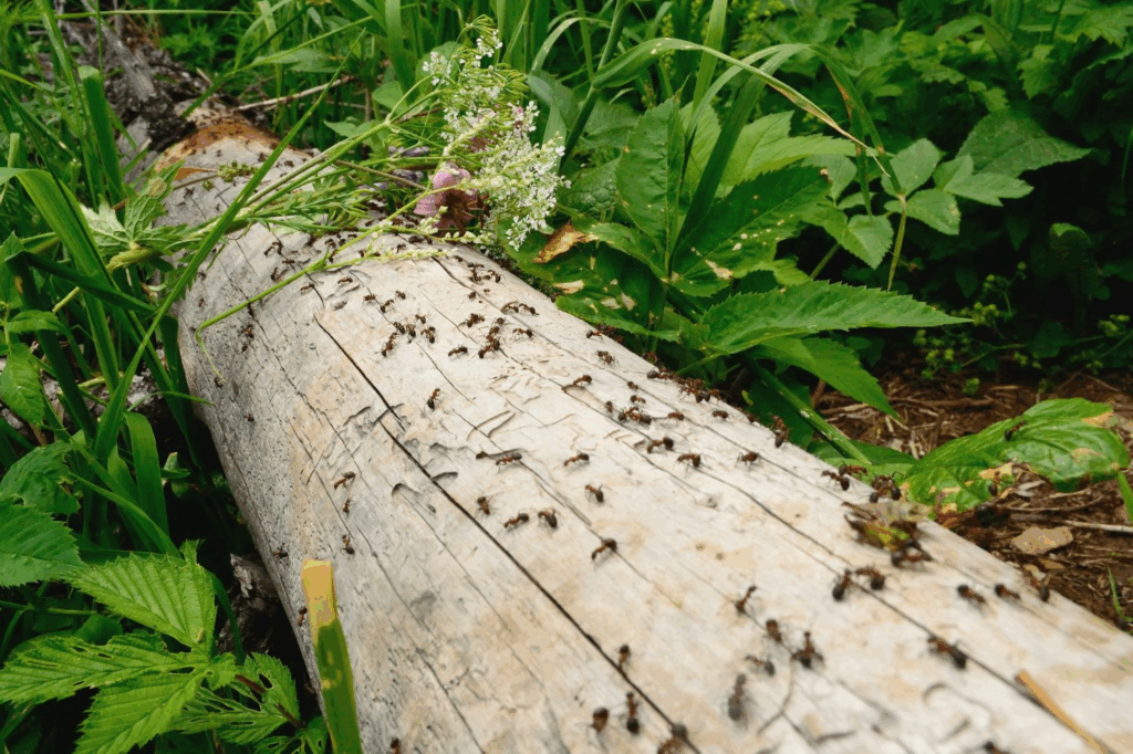 Invasive Ameisen im Garten