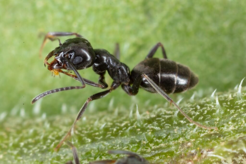 Tapinoma magnum erkennen