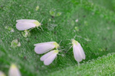 Weiße Fliege an Rosen