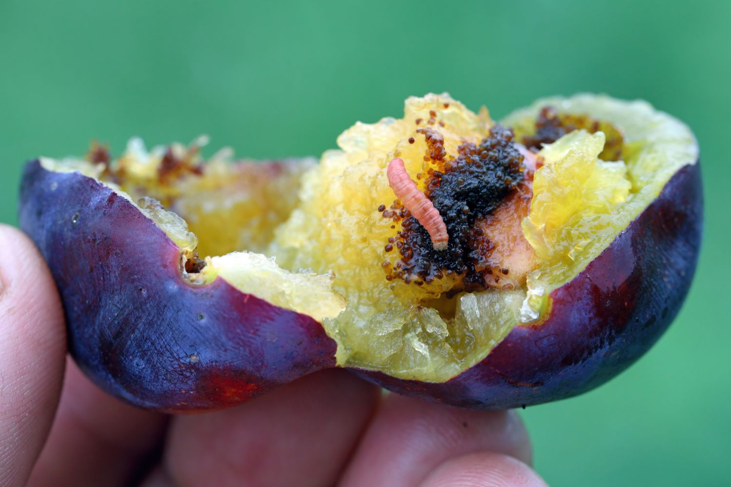 Pflaumenwickler: Das Schadbild erkennen & wirksam bekämpfen