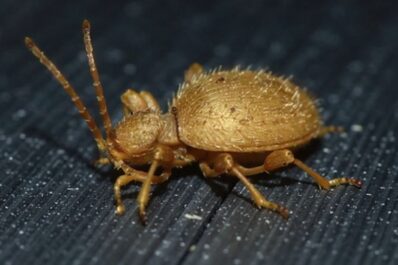 Messingkäfer: Bekämpfen & erkennen