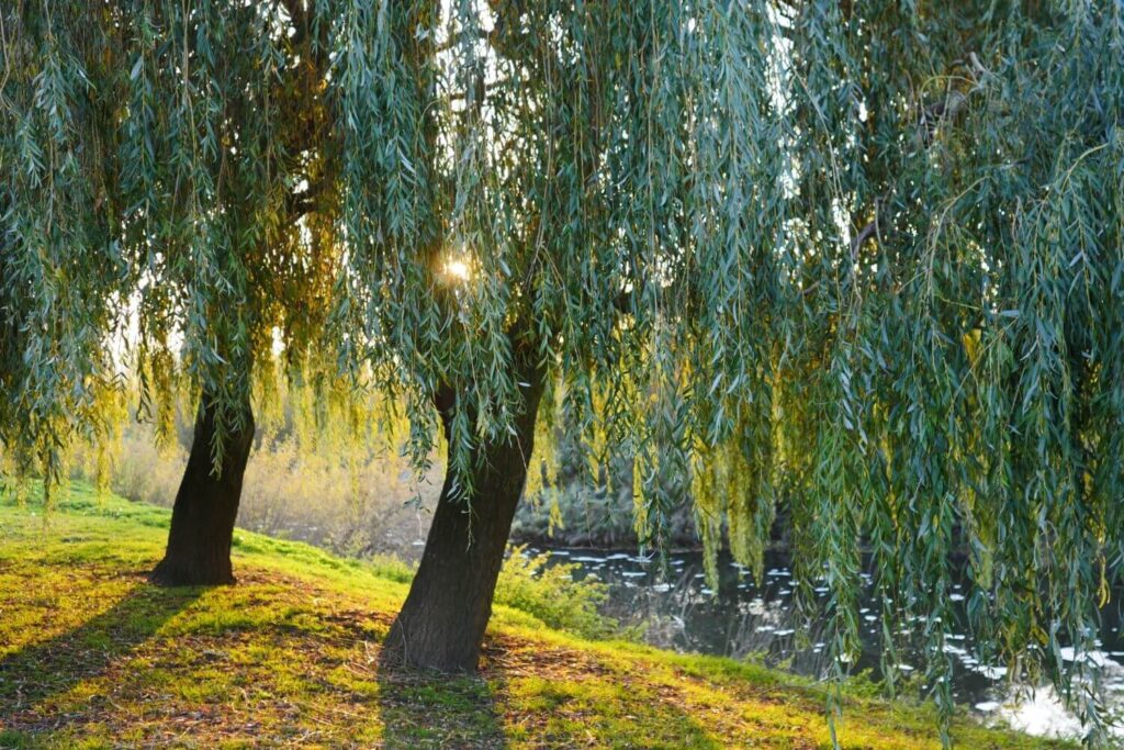 Baum-Weide Wuchsform