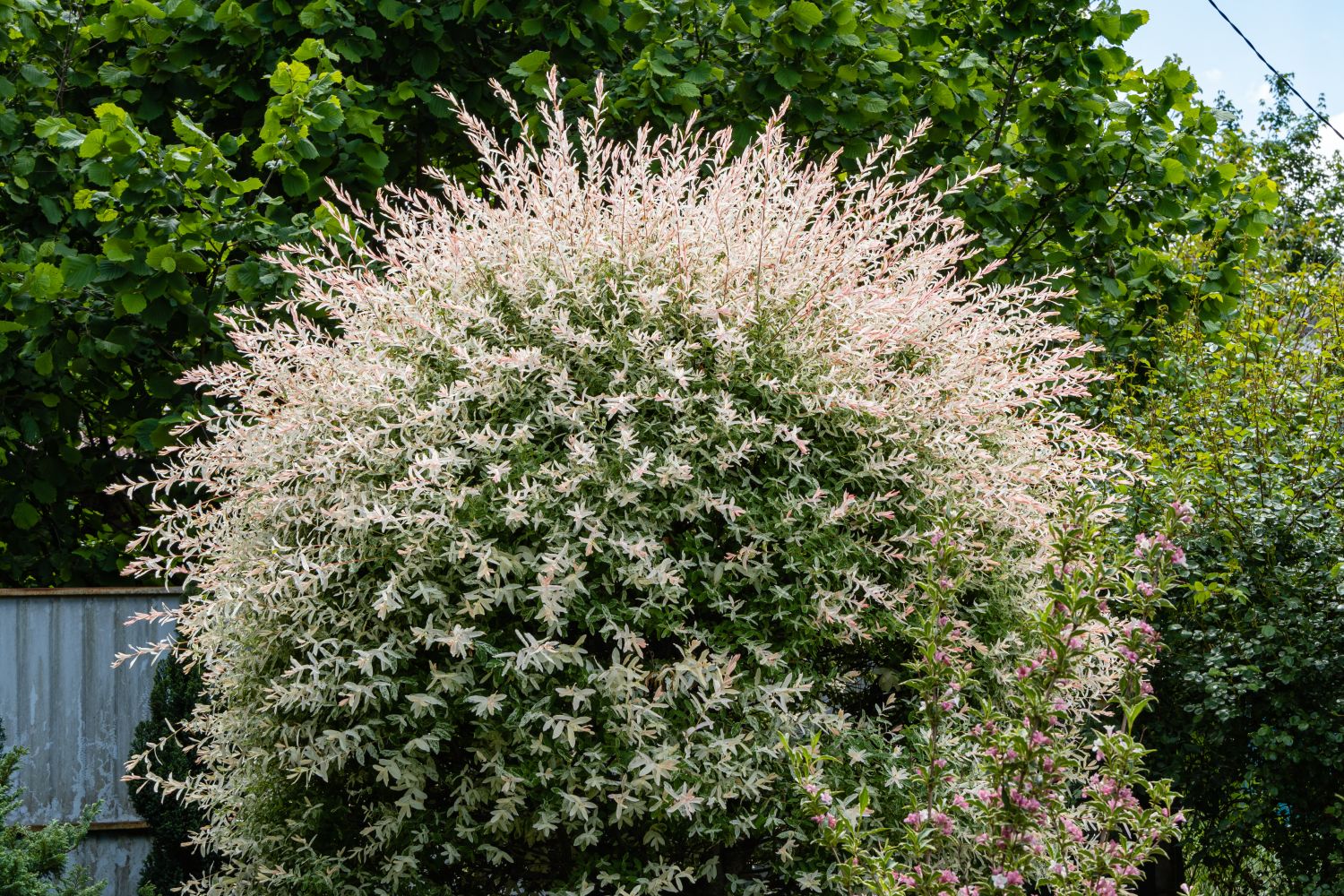 Harlekinweide: Schneiden & Pflegen