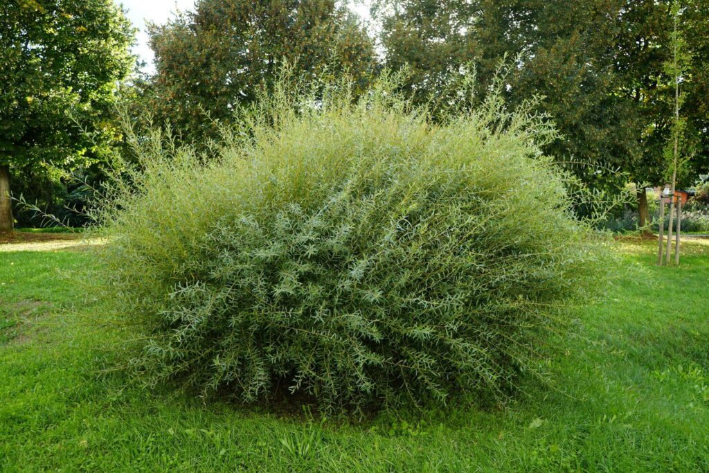 Purpurweide Nana