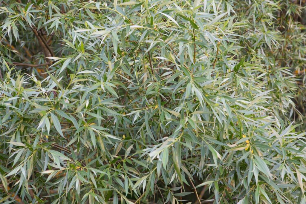 Salix Alba Weide