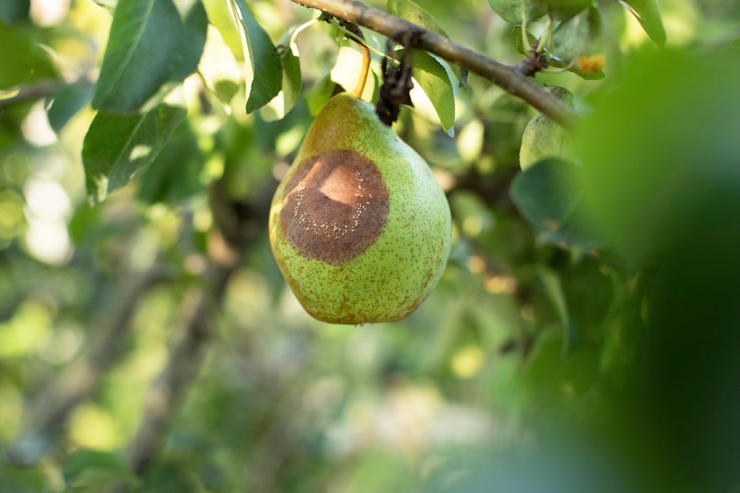 Birnenwickler: Befall erkennen & gezielt bekämpfen