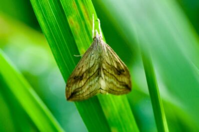 Kohlzünsler: Erkennen, vorbeugen & bekämpfen