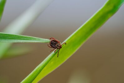 Zecken im Garten bekämpfen: Diese Mittel vertreiben Zecken