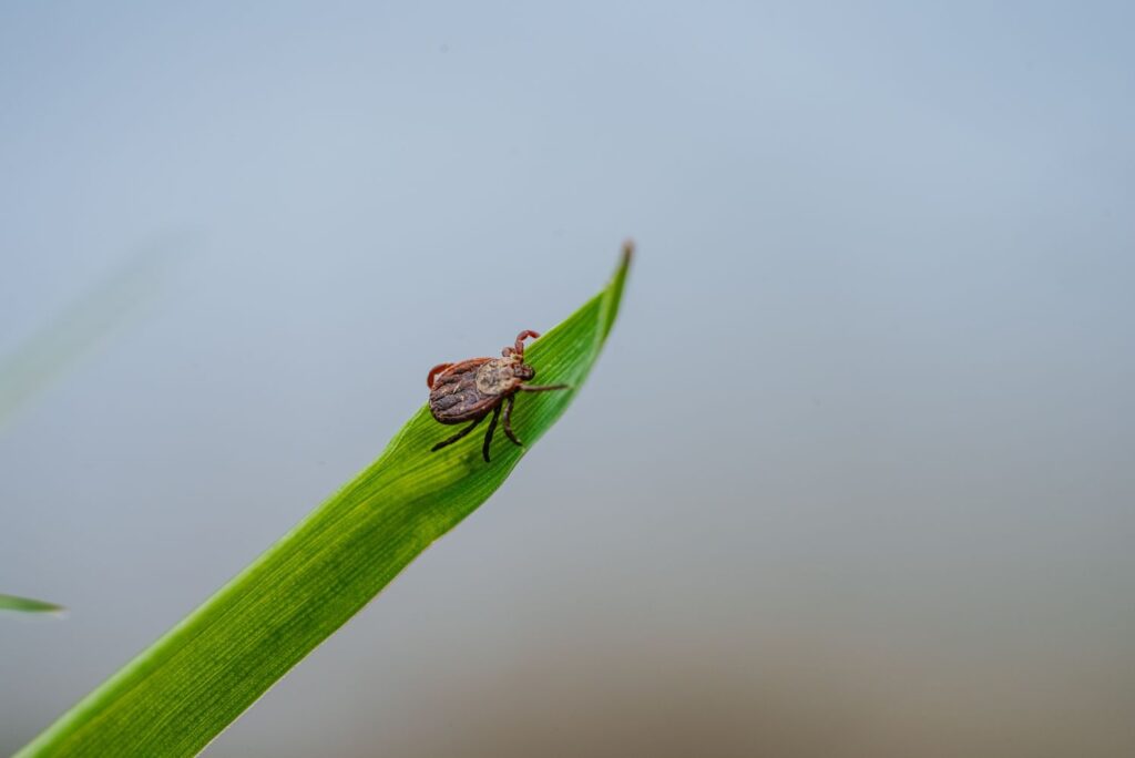 Zecke im Gras