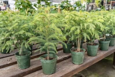 Zimmertanne: Standort, Vermehrung & Giftigkeit der Araucaria heterophylla