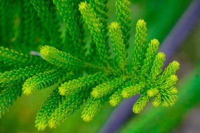 Zimmertanne pflegen: So klappt’s!