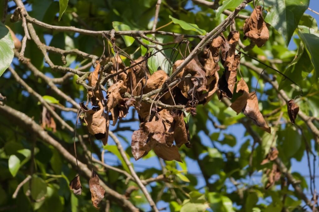 Birnbaum mit Feuerbrand-Infektion