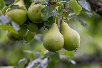 Birnbaum-Krankheiten