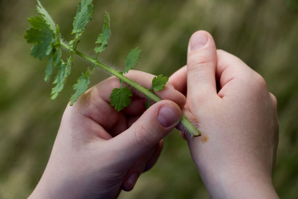 Pflanze wird gegen Warze genutzt
