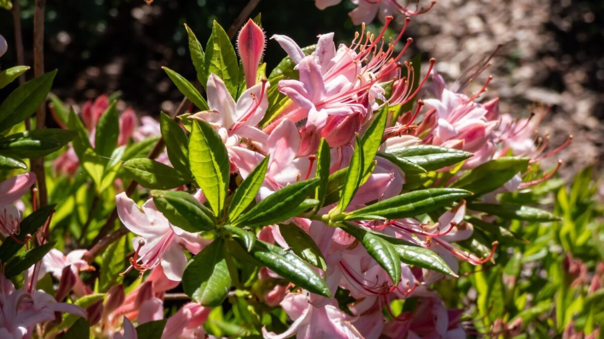 Rhododendron vermehren: Ableger & Stecklinge - Plantura