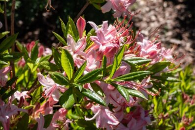 Rhododendron vermehren: Ableger & Stecklinge