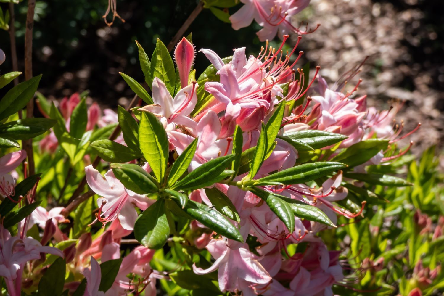 Rhododendron vermehren: Ableger & Stecklinge