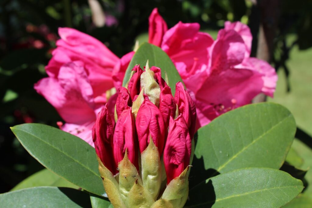 Verblühter Rhododendron zur Stecklingsvermehrung