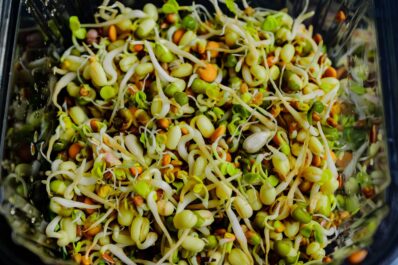 Sprossen aufbewahren: Alles zur Haltbarkeit und richtigen Lagerung