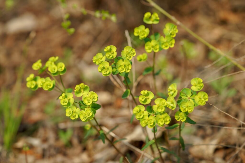 Kreuzblättrige Wolfsmilch gegen Warzen
