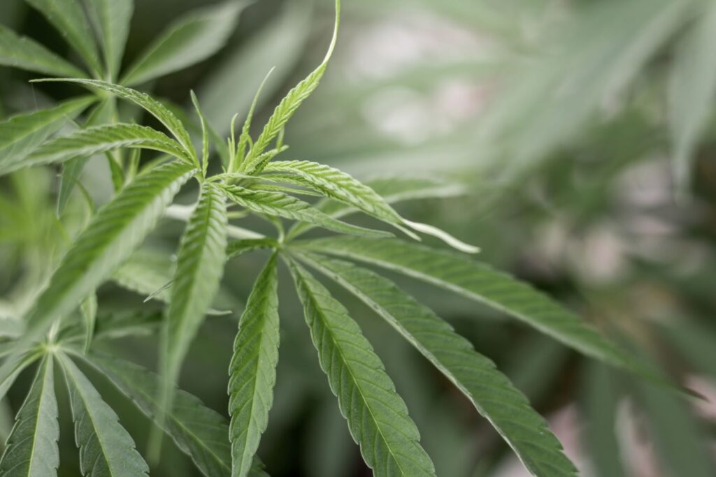 Hanfblätter Nahaufname  