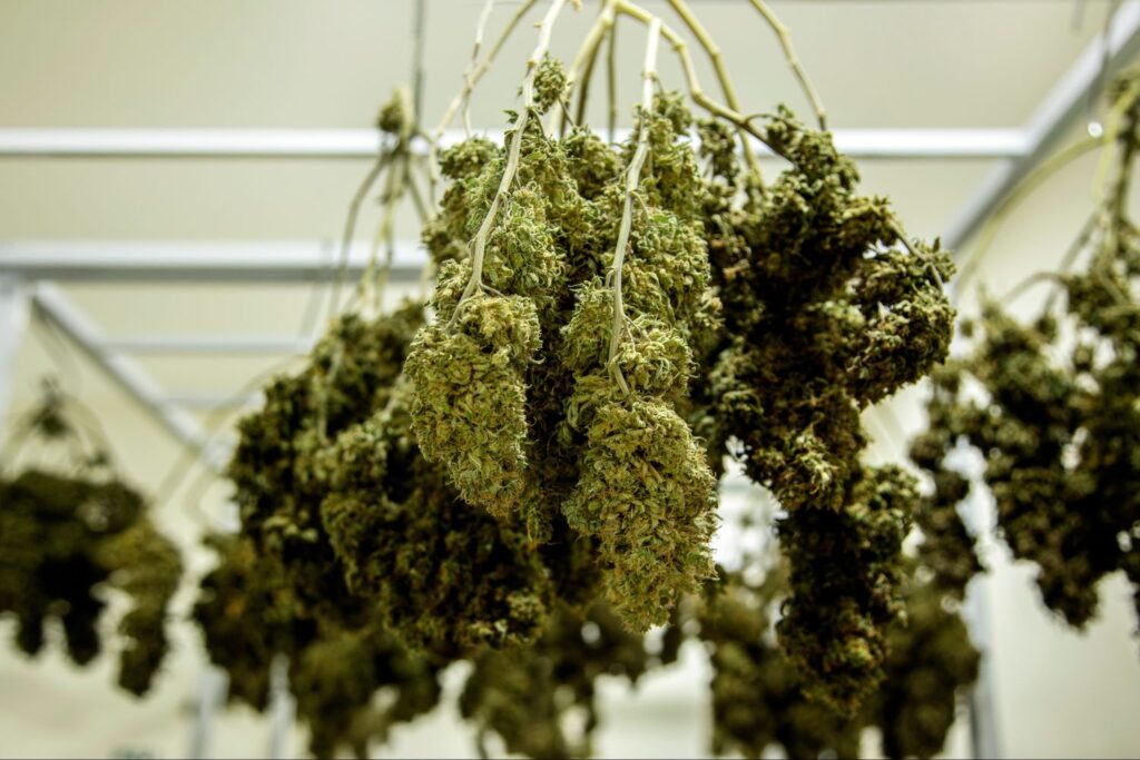 Cannabis zum Trocknen aufhängen