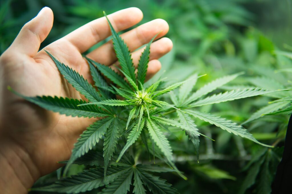 Junge gepflegte Cannabispflanze