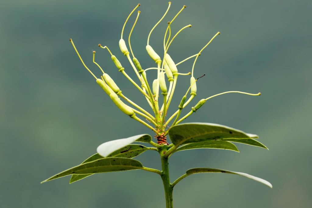 Samenkapslen des Rhododendrons