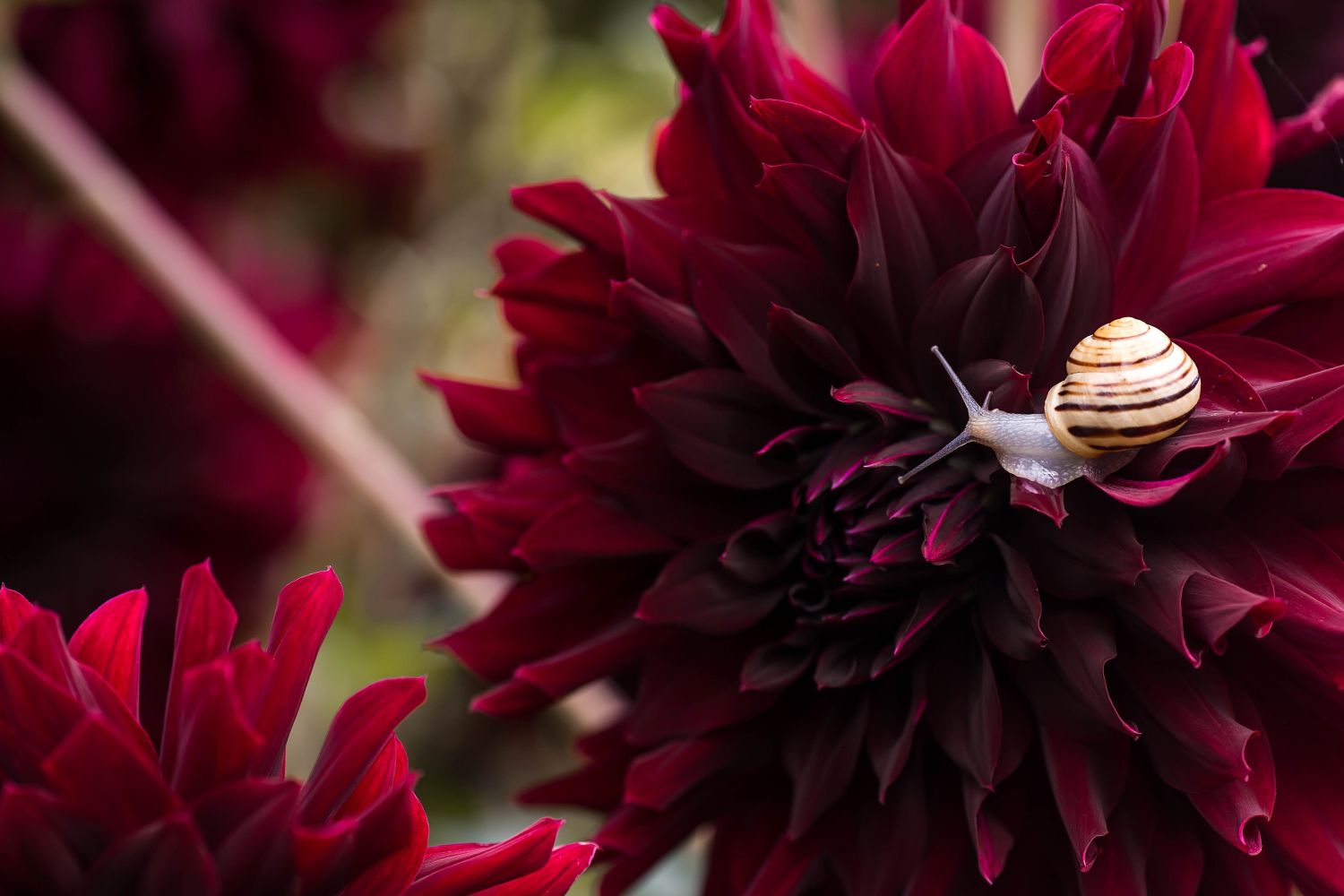 Dahlien vor Schnecken erfolgreich schützen