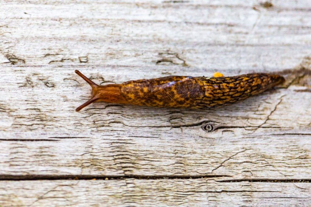 Schneckenart die gerne Dahlien fressen