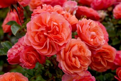 Kordes-Rosen: Qualität vom Traditions-Züchter