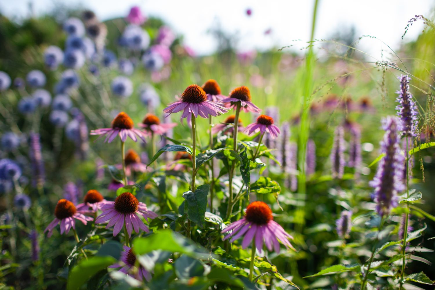 Sommerblühende Stauden: Unsere Favoriten für Garten & Balkon