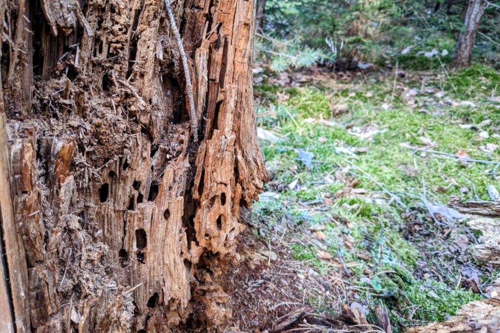 Asiatische Nadelameise nistet in verrottendem Holz