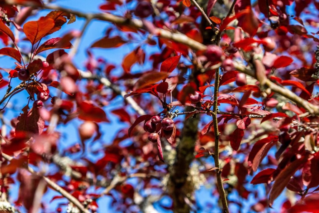 Eine Blutpflaume, um einen Asia Garten zu gestalten