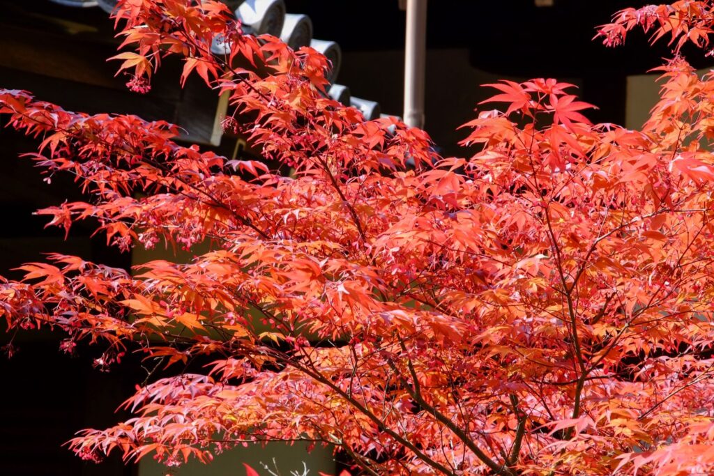 Fächerahorn für einen Asia Garten