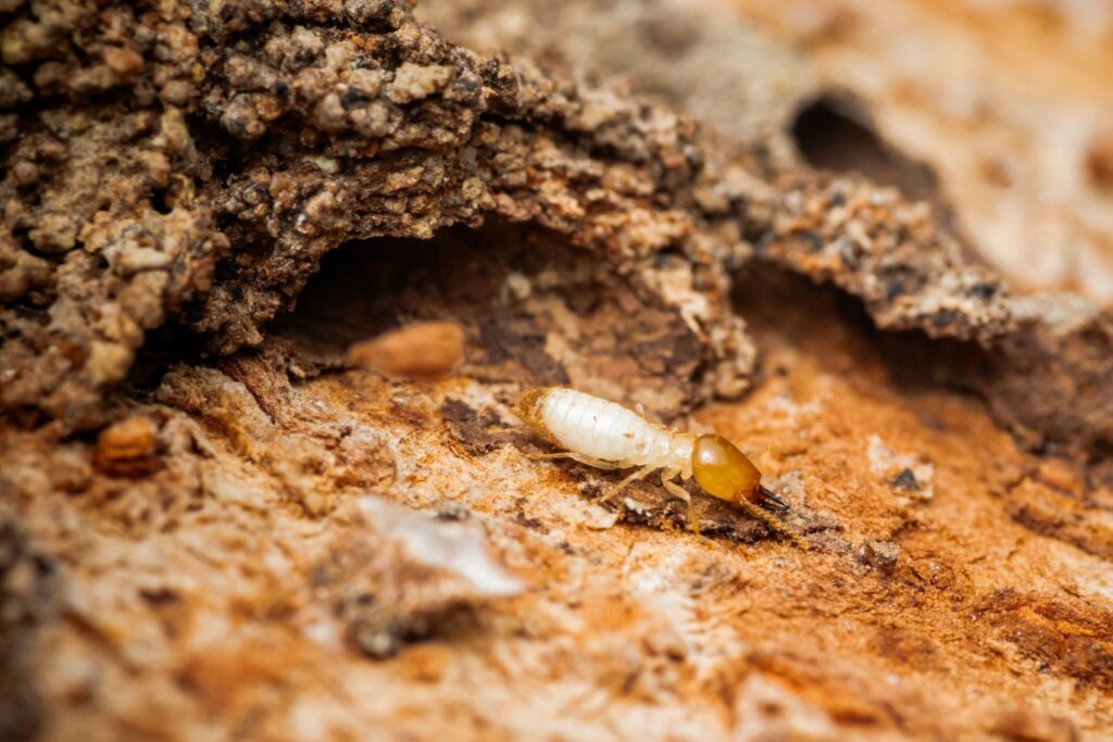 Nahaufname einer Termite
